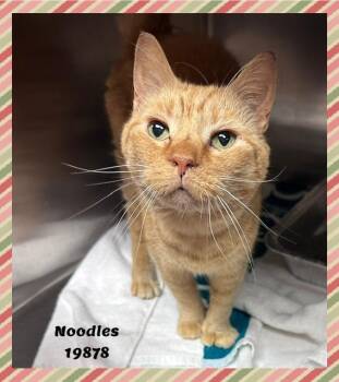 NOODLES -  Domestic Short Hair and Extra Toes Cat Hemingway Polydactyl Cat for Adoption in Marietta, Georgia - NOODLES | PetCurious