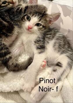 Pinot Noir -  Domestic Short Hair Cat for Adoption in Saint Charles, Missouri - Pinot Noir | PetCurious