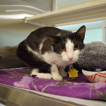 PETRA -  Domestic Short Hair Cat for Adoption in St. Louis, Missouri - PETRA | PetCurious