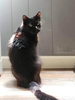 Shadow -  Domestic Medium Hair Cat for Adoption in Gulfport, Mississippi - Shadow | PetCurious