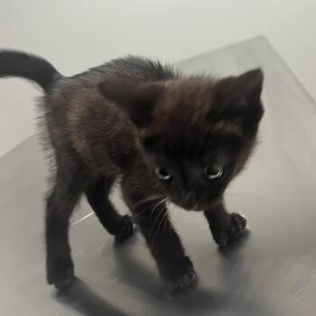 Domestic Short Hair Cats Available for Adoption in Richmond Hill, Georgia - Misty | PetCurious