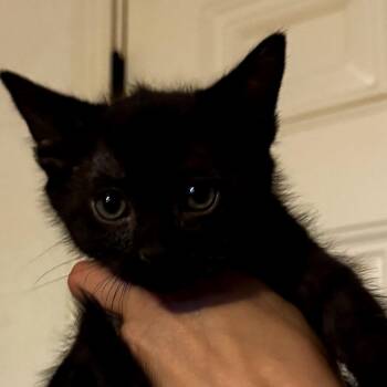 Domestic Short Hair Cats Available for Adoption in Midland, Texas - Superman | PetCurious