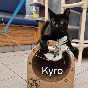 Kyro -  Domestic Short Hair Cat for Adoption in Buffalo, New York - Kyro | PetCurious