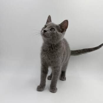 Orange Blossom -  Domestic Short Hair Cat for Adoption in State College, Pennsylvania - Orange Blossom | PetCurious