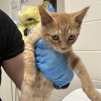 Popeyes -  Domestic Short Hair Cat for Adoption in Murray, Utah - Popeyes | PetCurious