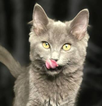 Frenchy -  Domestic Long Hair Cat for Adoption in Arlington, Washington - Frenchy | PetCurious