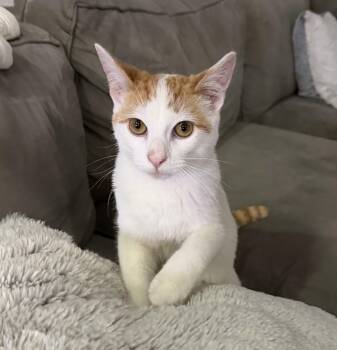 Domestic Short Hair and Tabby Cats Available for Adoption - Pondu | PetCurious