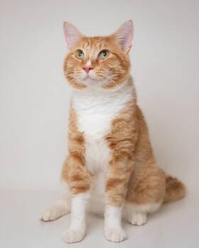 Howie -  Domestic Short Hair Cat for Adoption in Boone, Iowa - Howie | PetCurious