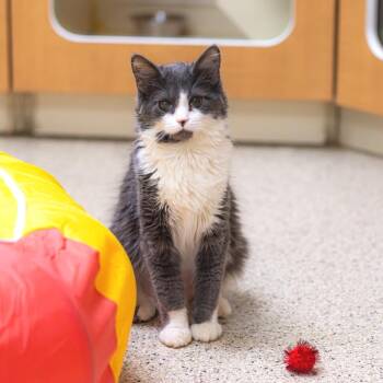 Domestic Short Hair Cats Available for Adoption in Wilmington, Delaware - Powder | PetCurious