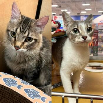 Domestic Short Hair Cats Available for Adoption in Scottsdale, Arizona - Lily (bonded With Tommy) | PetCurious