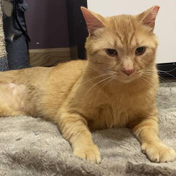 Rescue Domestic Short Hair Cats for Adoption in Saint Francis, Minnesota - Silas | PetCurious