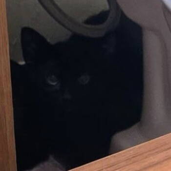 Rescue Domestic Short Hair Cats for Adoption - Sherma | PetCurious