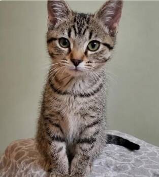 Jade -  Domestic Short Hair Cat for Adoption in Reeseville, Wisconsin - Jade | PetCurious