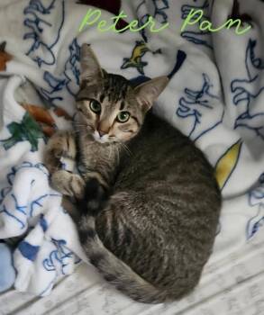 Rescue Domestic Short Hair and Tabby Cats for Adoption in Lemont, Illinois - Peter Pan | PetCurious