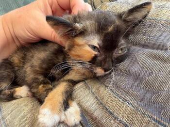 Maple -  Domestic Short Hair Cat for Adoption in Oceanside, California - Maple | PetCurious