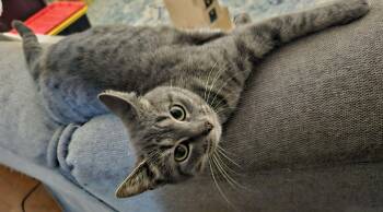 Rescue Domestic Short Hair and Tabby Cats for Adoption in Campbellsville, Kentucky - Violet | PetCurious