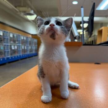 Patches -  Domestic Short Hair Cat for Adoption in Riverside, California - Patches | PetCurious