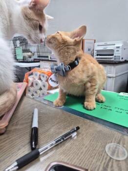 Morris -  Domestic Short Hair Cat for Adoption in Rome, Georgia - Morris | PetCurious