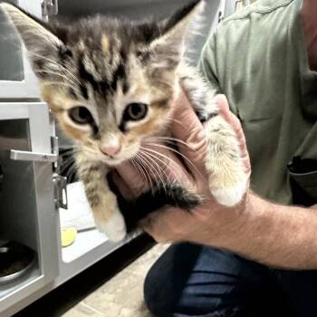 Reese (Yellow) -  Domestic Short Hair Cat for Adoption in Priest River, Idaho - Reese (Yellow) | PetCurious