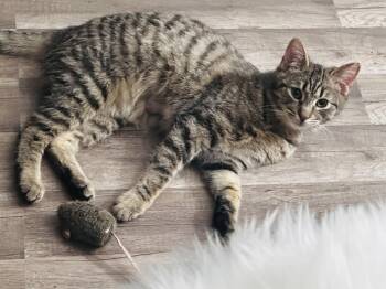 American Shorthair Cats Available for Adoption - Nino Simon | PetCurious