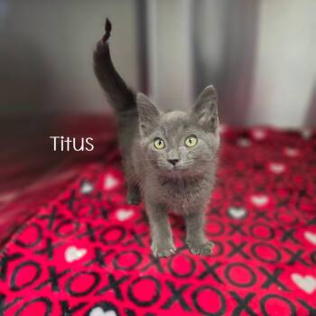 Titus -  Domestic Short Hair Cat for Adoption in Parkersburg, West Virginia - Titus | PetCurious