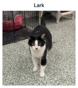 Lark -  Domestic Long Hair Cat for Adoption in Richland Center, Wisconsin - Lark | PetCurious