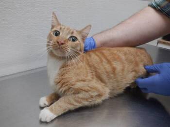 Domestic Short Hair Cats Available for Adoption in Oroville, California - THOMAS | PetCurious