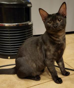 Tatu Nambari -  Domestic Short Hair and Tabby Cat for Adoption in Chandler, Arizona - Tatu Nambari | PetCurious