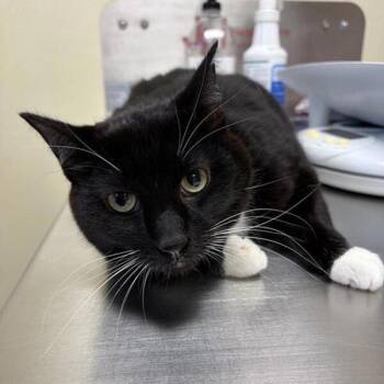 Gadget -  Domestic Short Hair Cat for Adoption in Black Eagle, Montana - Gadget | PetCurious