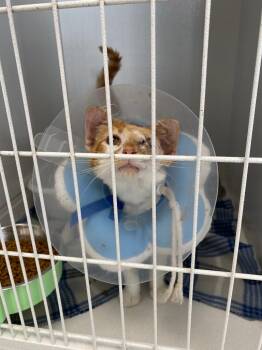 Gabardine -  American Shorthair Cat for Adoption in Van Wert, Ohio - Gabardine | PetCurious