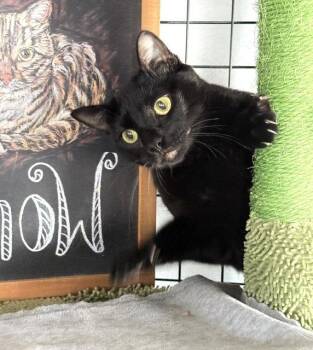 Poem - A unique Cat -  Bombay and Domestic Short Hair Cat Available for Adoption in San Luis Obispo, California - Poem - A Unique Cat | PetCurious