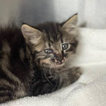 Ivory Dolly -  Domestic Long Hair Cat for Adoption in Pauls Valley, Oklahoma - Ivory Dolly | PetCurious