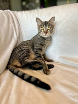 Rescue Domestic Short Hair Cats for Adoption in Nashville, Tennessee - Cardamom | PetCurious