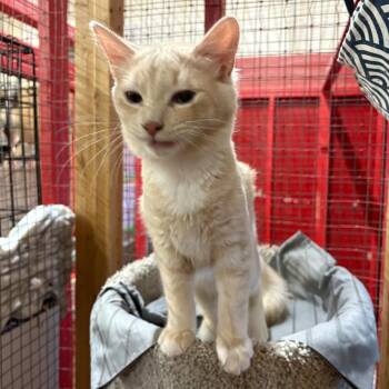 Rescue Domestic Short Hair Cats for Adoption in Centerville, Georgia - Timothy | PetCurious