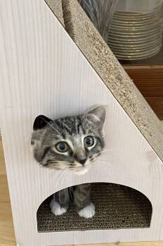 Matthew Crawley -  Domestic Short Hair and Tabby Cat for Adoption in Milton, Georgia - Matthew Crawley | PetCurious