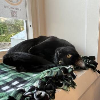 Nyx -  American Shorthair Cat for Adoption in Hull, Massachusetts - Nyx | PetCurious