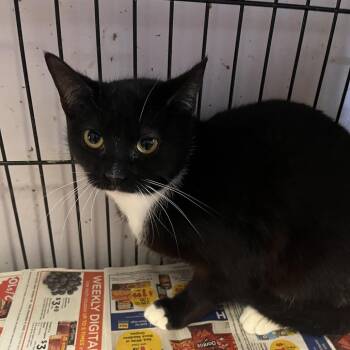 Domestic Short Hair Cats Available for Adoption - Bee | PetCurious