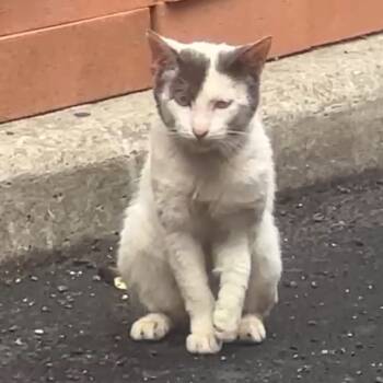 Rescue Domestic Short Hair Cats for Adoption in New York, New York - Smiters | PetCurious