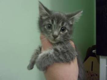 Rescue Domestic Short Hair Cats for Adoption in Princeton, West Virginia - Shadow | PetCurious