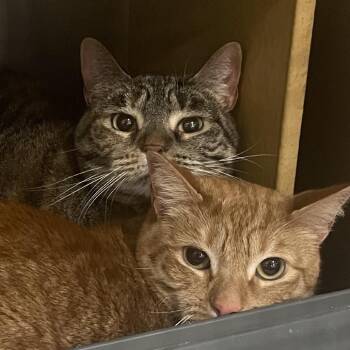 Chai Georgia TL -  Domestic Short Hair Cat for Adoption in Tallahassee, Florida - Chai Georgia TL | PetCurious