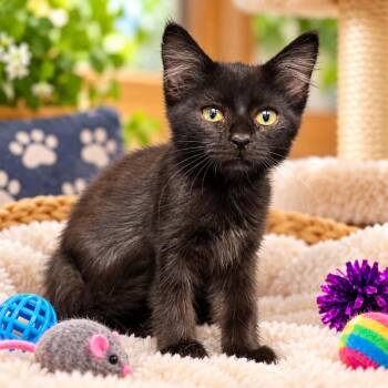 Bandit -  Domestic Short Hair Cat for Adoption in Antioch, California - Bandit | PetCurious