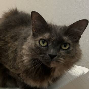 Rescue Domestic Long Hair Cats for Adoption in Newark, New Jersey - Skylar | PetCurious