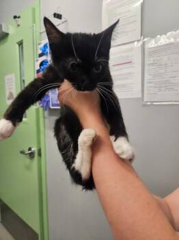 Fia -  Domestic Short Hair Cat for Adoption in Bloomington, Indiana - Fia | PetCurious