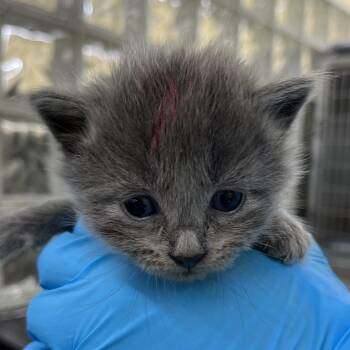 Domestic Medium Hair Cats Available for Adoption in West Palm Beach, Florida - O