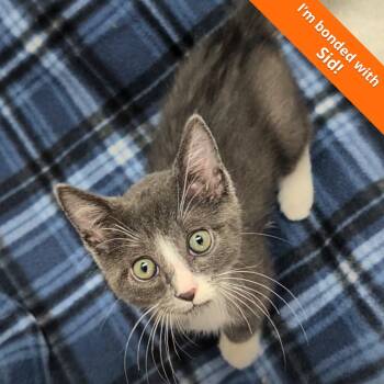 Marty -  Domestic Short Hair Cat for Adoption in Pleasant Hill, California - Marty | PetCurious