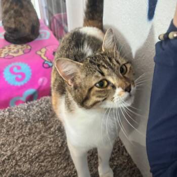 Nutmeg -  Domestic Short Hair Cat for Adoption in Midland, Texas - Nutmeg | PetCurious