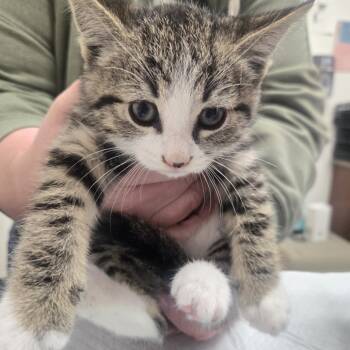 Rescue Domestic Short Hair Cats for Adoption in Ashland, Oregon - Twitch | PetCurious