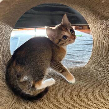 Domestic Short Hair Cats Available for Adoption - Gidget (bonded With Bambi) | PetCurious