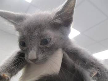 SKIPPER -  Domestic Short Hair Cat for Adoption in Ocala, Florida - SKIPPER | PetCurious