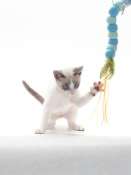 A142838 -  Domestic Short Hair Cat for Adoption in Burbank, California - A142838 | PetCurious